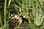 Paleyellow iris